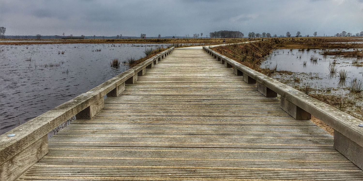 Wandeling met de boswachter Dwingelderveld