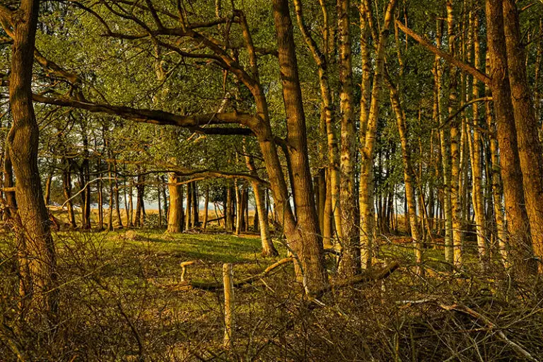 Natuurhuisje Oude Willem 2 Natuurhuisje Drents Friese Wold