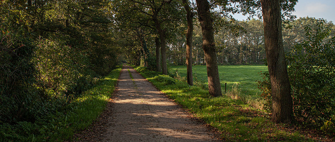 Boshuisje Huren 3 Huisje In Het Bos