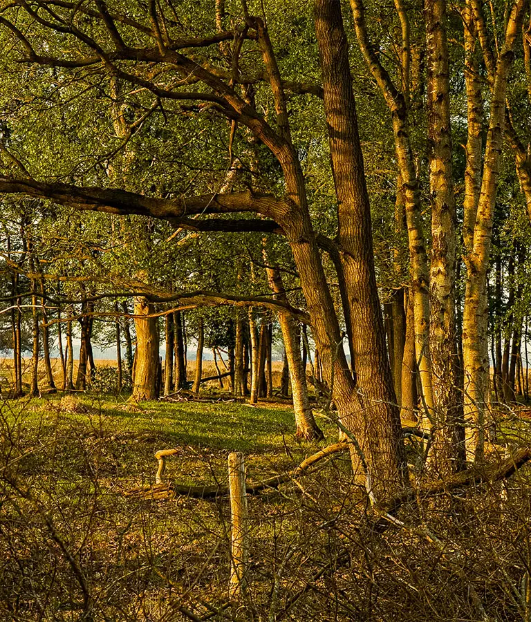 Vakantiehuis In Het Bos Midden In Het Drents Friese Wold