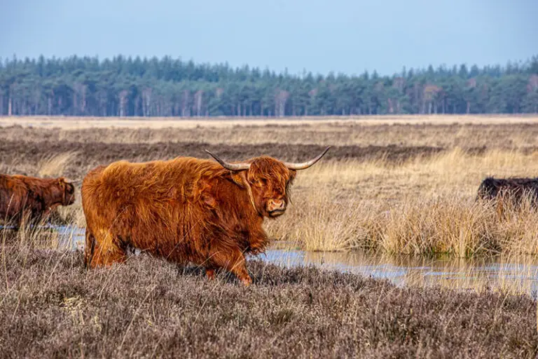 Dit Vakantiehuis Staat 5 Minuten Lopen Vanaf De Heide, Het Drents Friese Wold