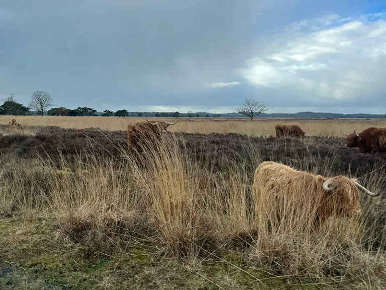 Vakantiehuis Zorgvlied 4 Zorgvliet Huisje Huren
