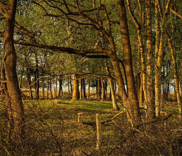Huisje In Het Bos Met Hond