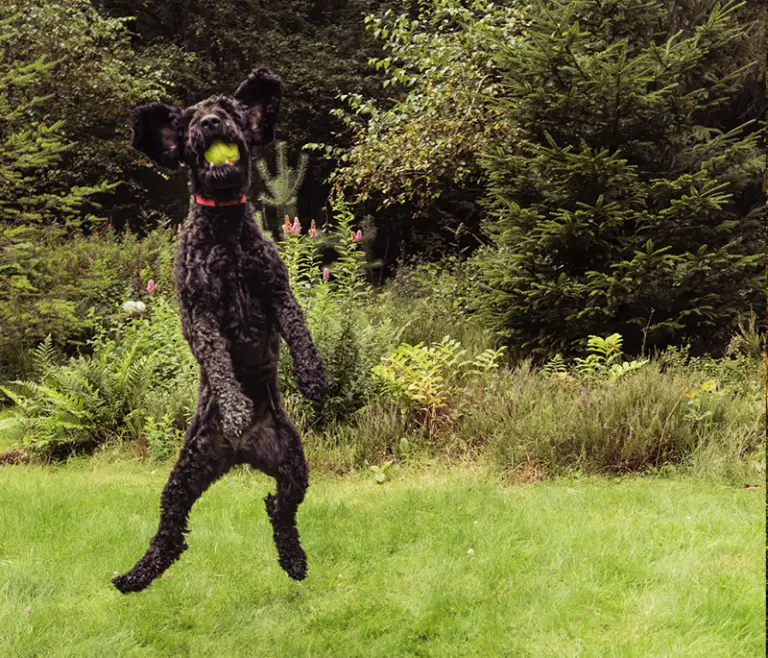 Natuurhuisje Met Hond