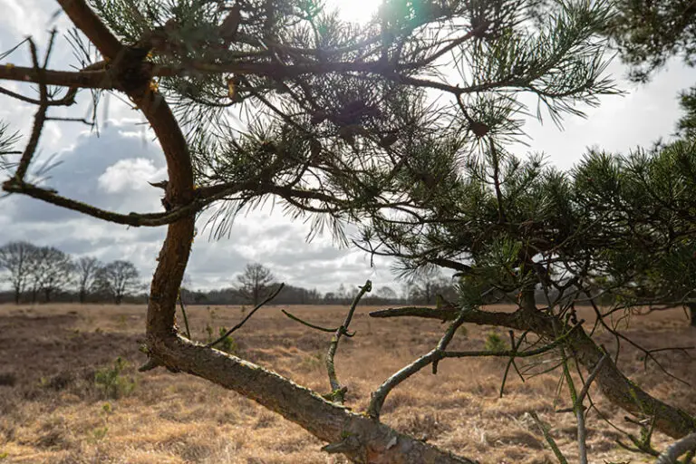 Wateren Vakantiehuisje