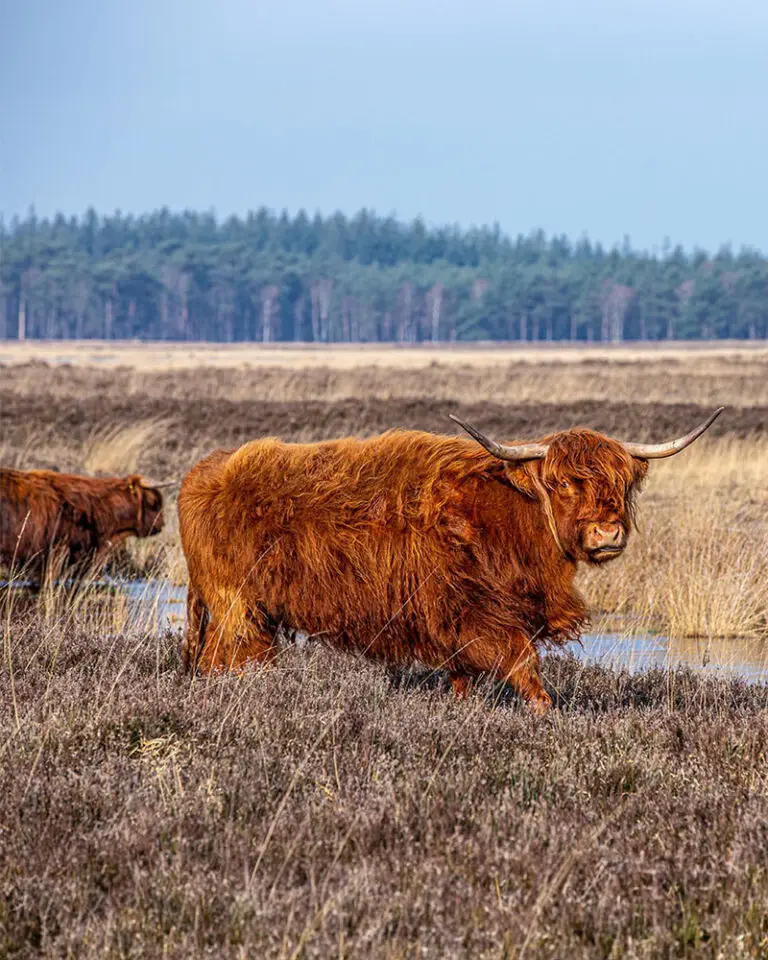 Boshuisje Drents Friese Wold