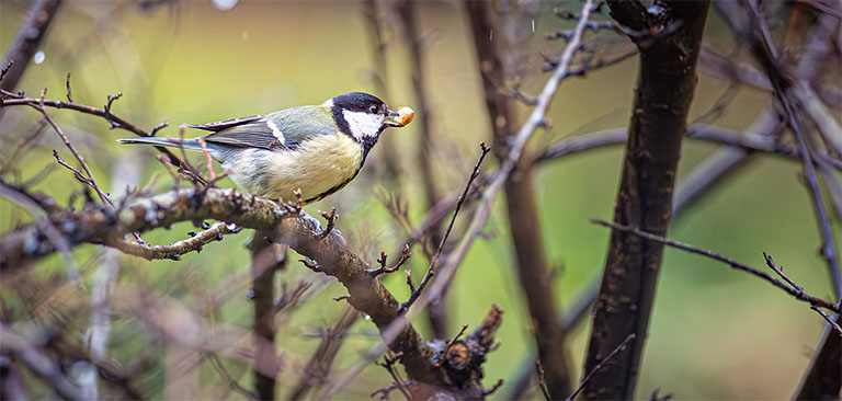 Vogels In De Tuin Van Het Boshuisje