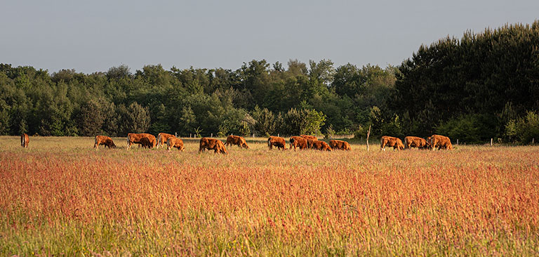 Wandelen In Drenthe Vanuit Een Boshuisje V2